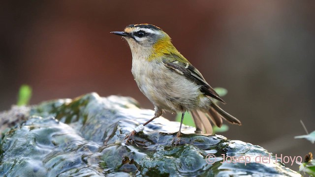 Common Firecrest - ML625353100