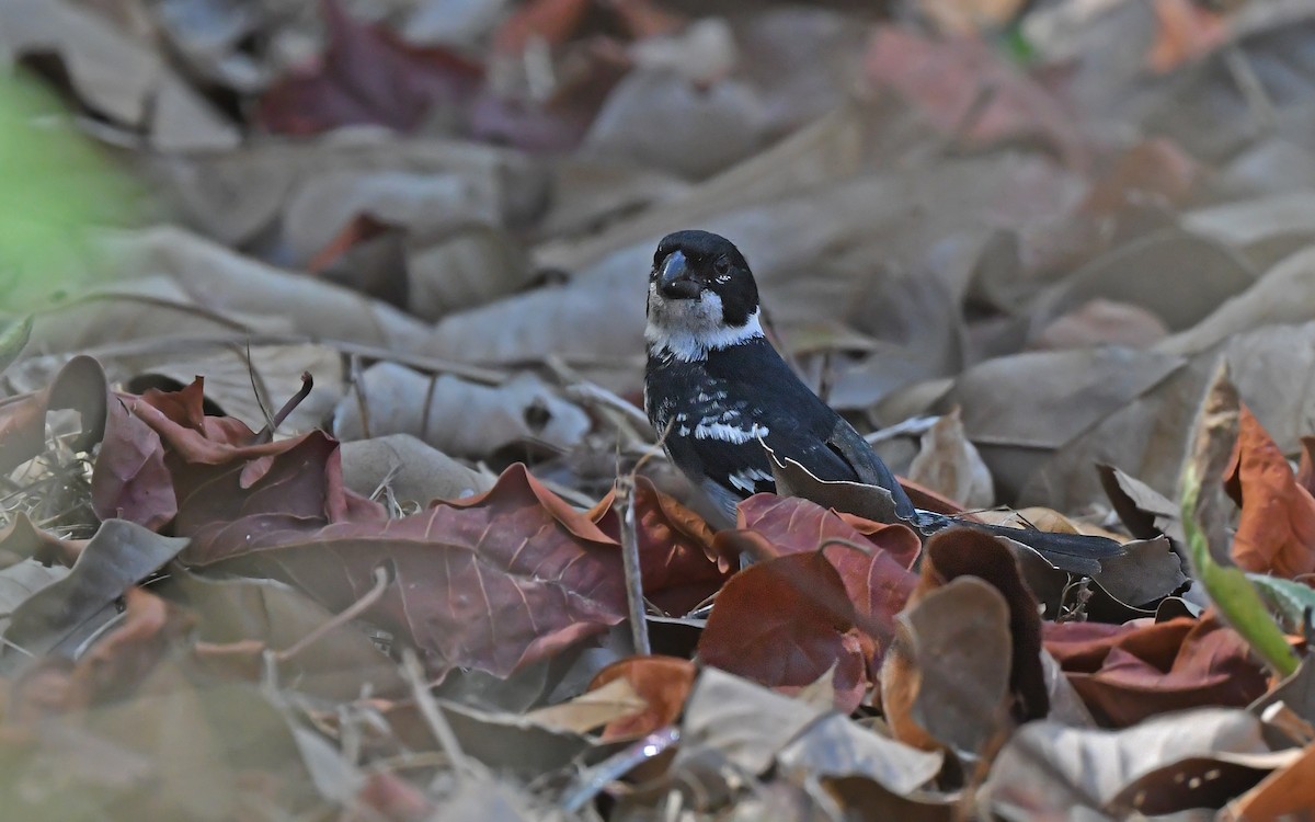 Wing-barred Seedeater (Wing-barred) - ML625353104