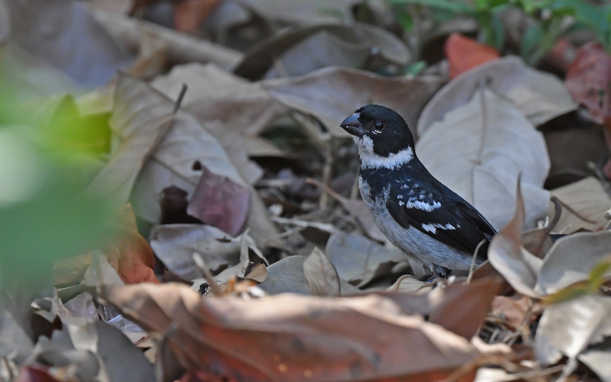 Wing-barred Seedeater (Wing-barred) - ML625353105