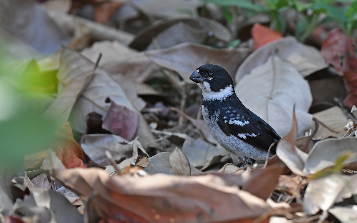Wing-barred Seedeater (Wing-barred) - ML625353106