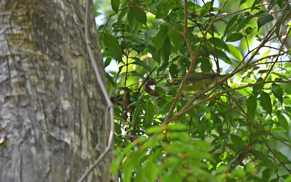 Slaty-capped Shrike-Vireo (Slaty-capped) - ML625353113