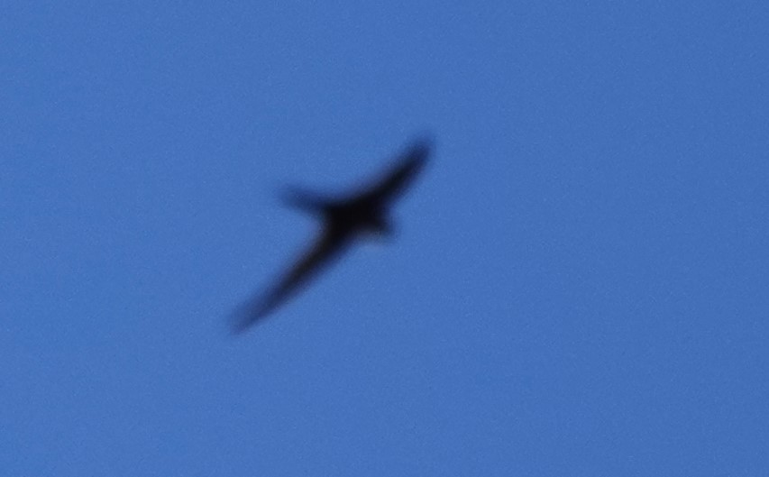 Malagasy Palm Swift (Madagascar) - ML625353161