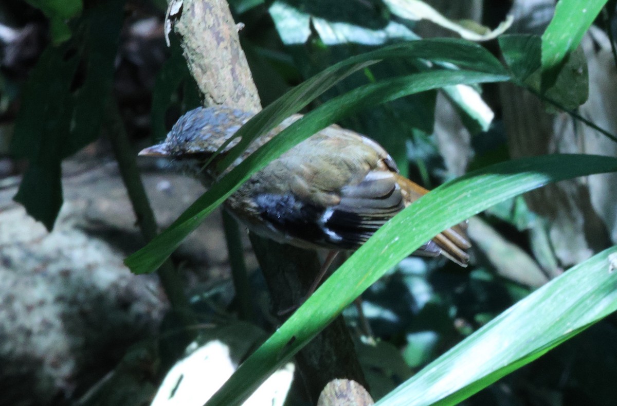 Gray-headed Robin - ML625353171