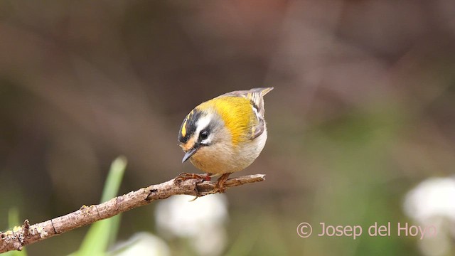 Common Firecrest - ML625353182