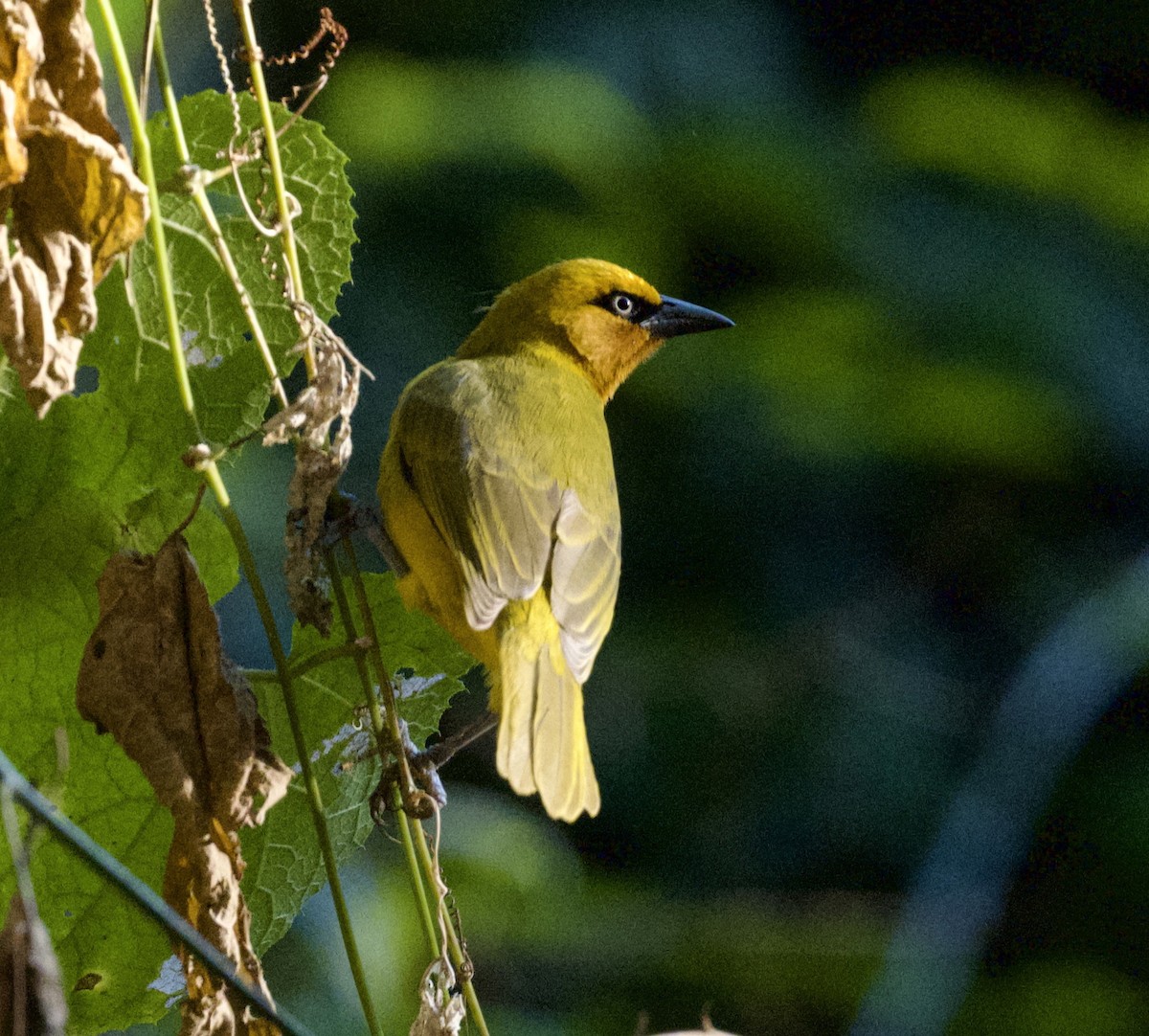 Tisserin à lunettes - ML625353292