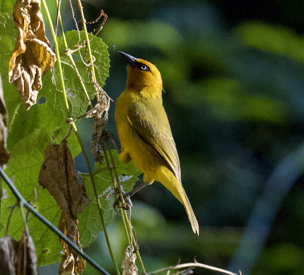 Tisserin à lunettes - ML625353293