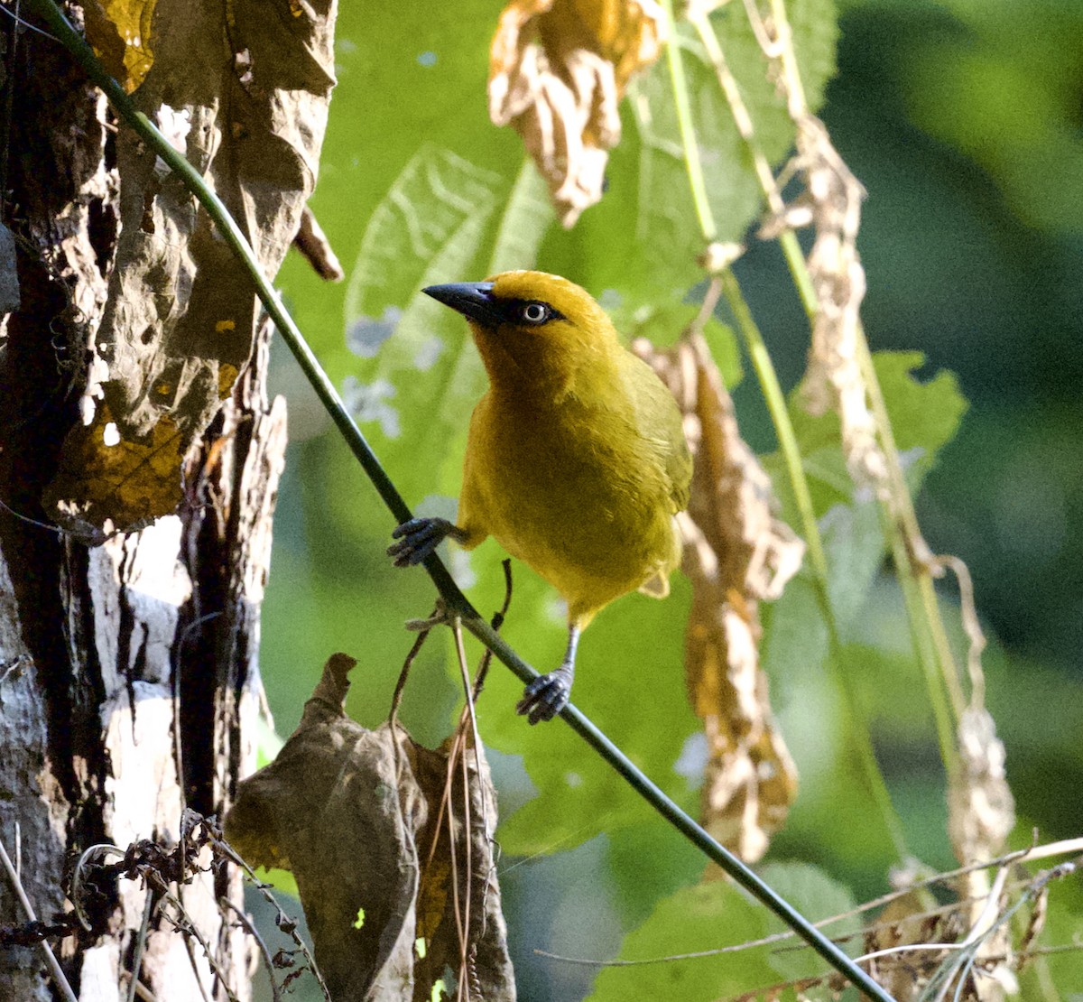 Tisserin à lunettes - ML625353294