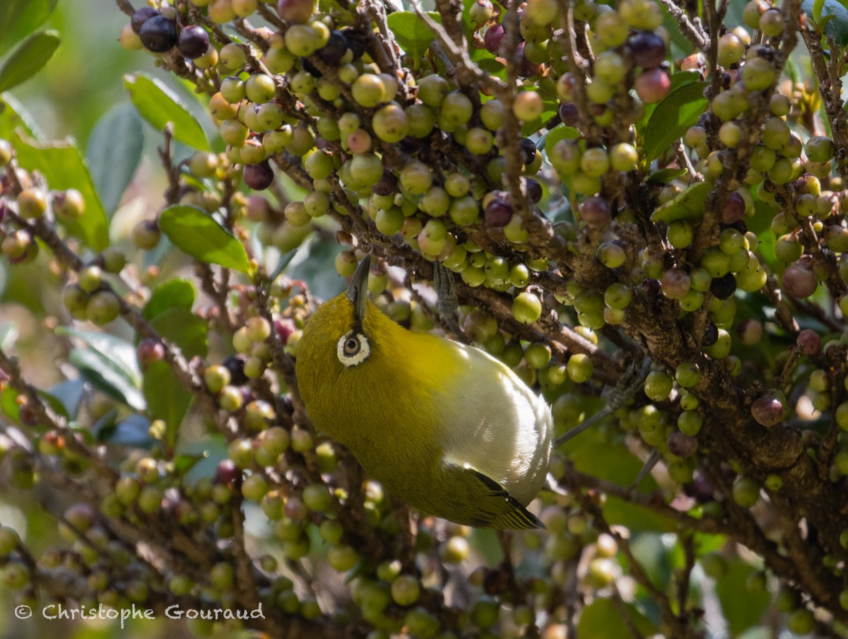 Japanbrillenvogel - ML625353332