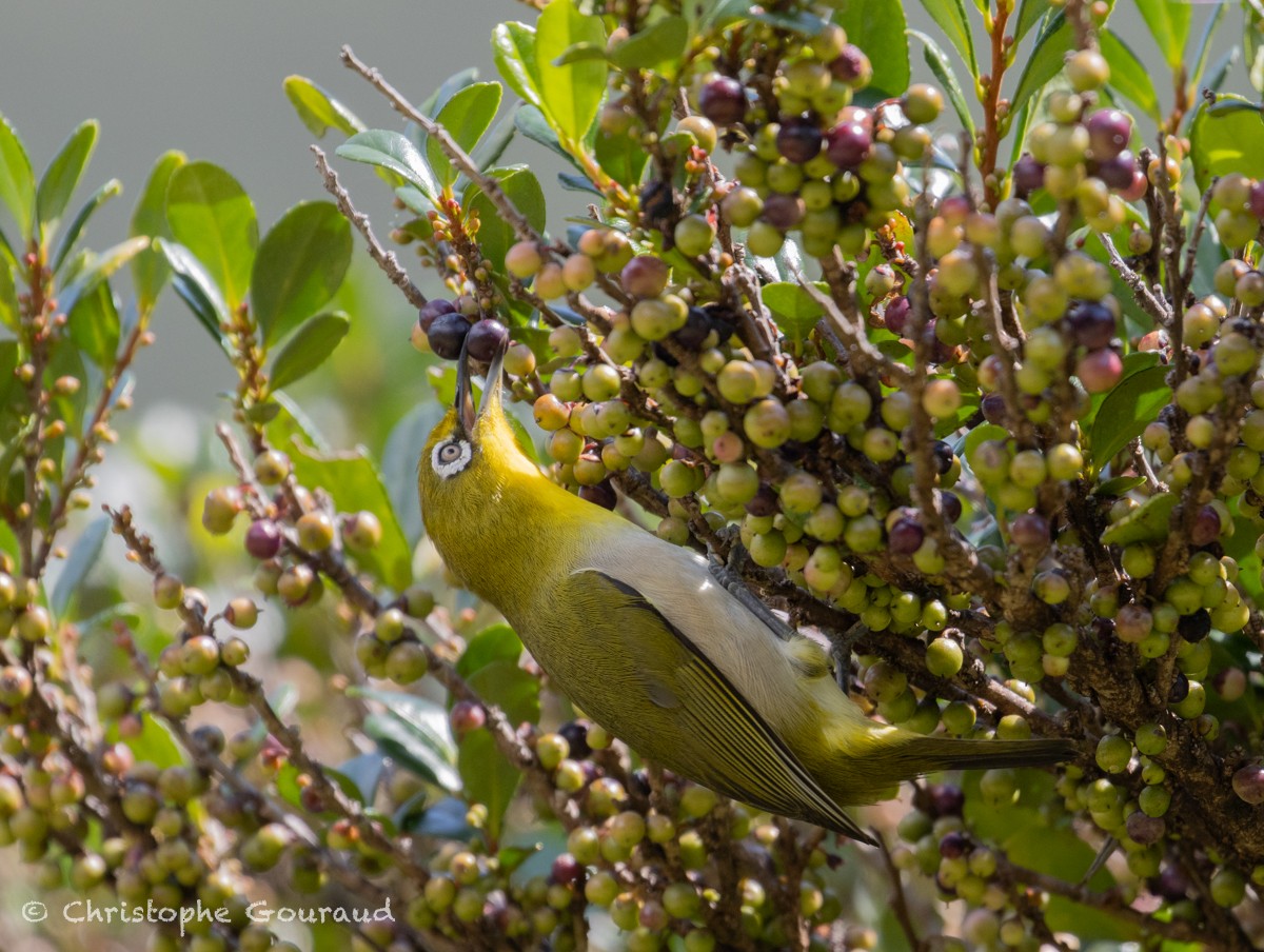 Warbling White-eye - Christophe Gouraud