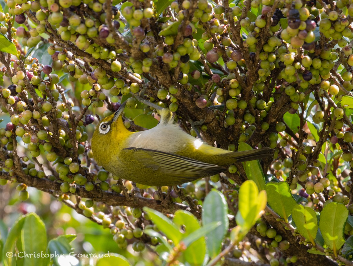 Japanbrillenvogel - ML625353334