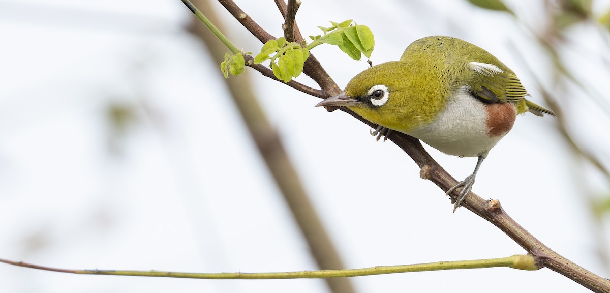 Chestnut-flanked White-eye - ML625353355