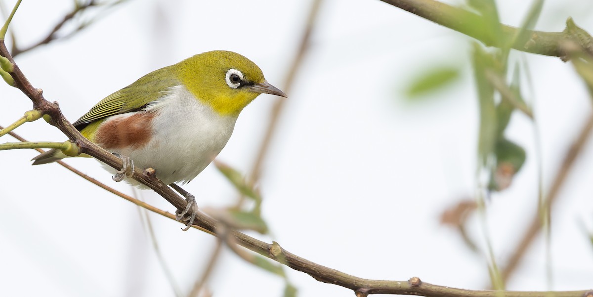 Chestnut-flanked White-eye - ML625353360