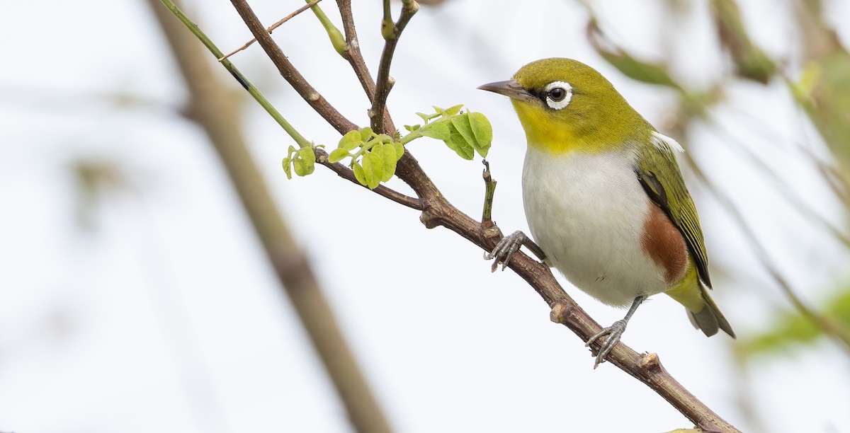 Chestnut-flanked White-eye - ML625353366