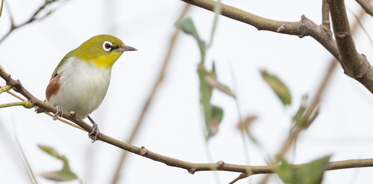 Chestnut-flanked White-eye - ML625353371