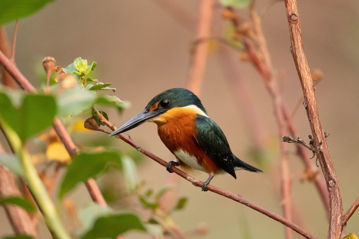 American Pygmy Kingfisher - ML625353414