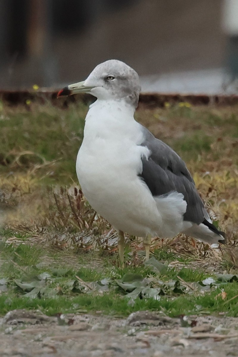 Black-tailed Gull - ML625353493