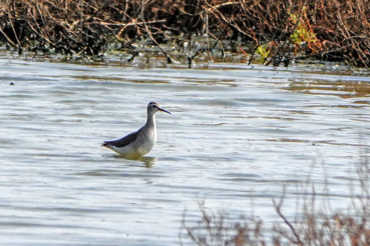 Wood Sandpiper - Haofeng Shih