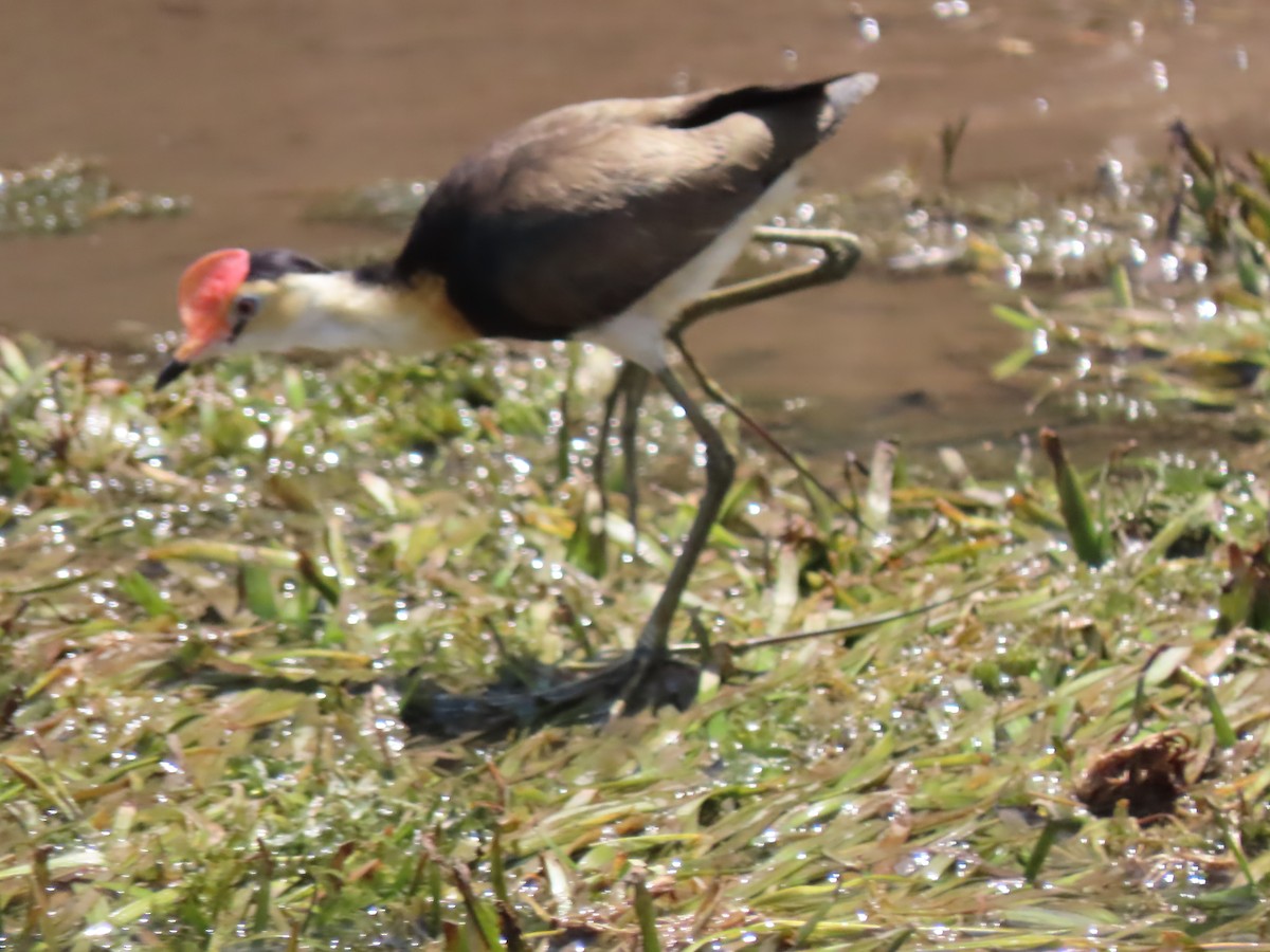 Comb-crested Jacana - ML625353610