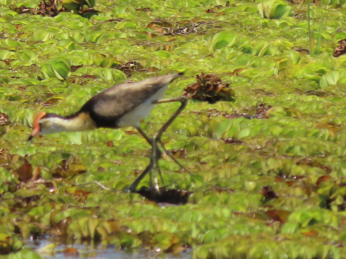 Comb-crested Jacana - ML625353611