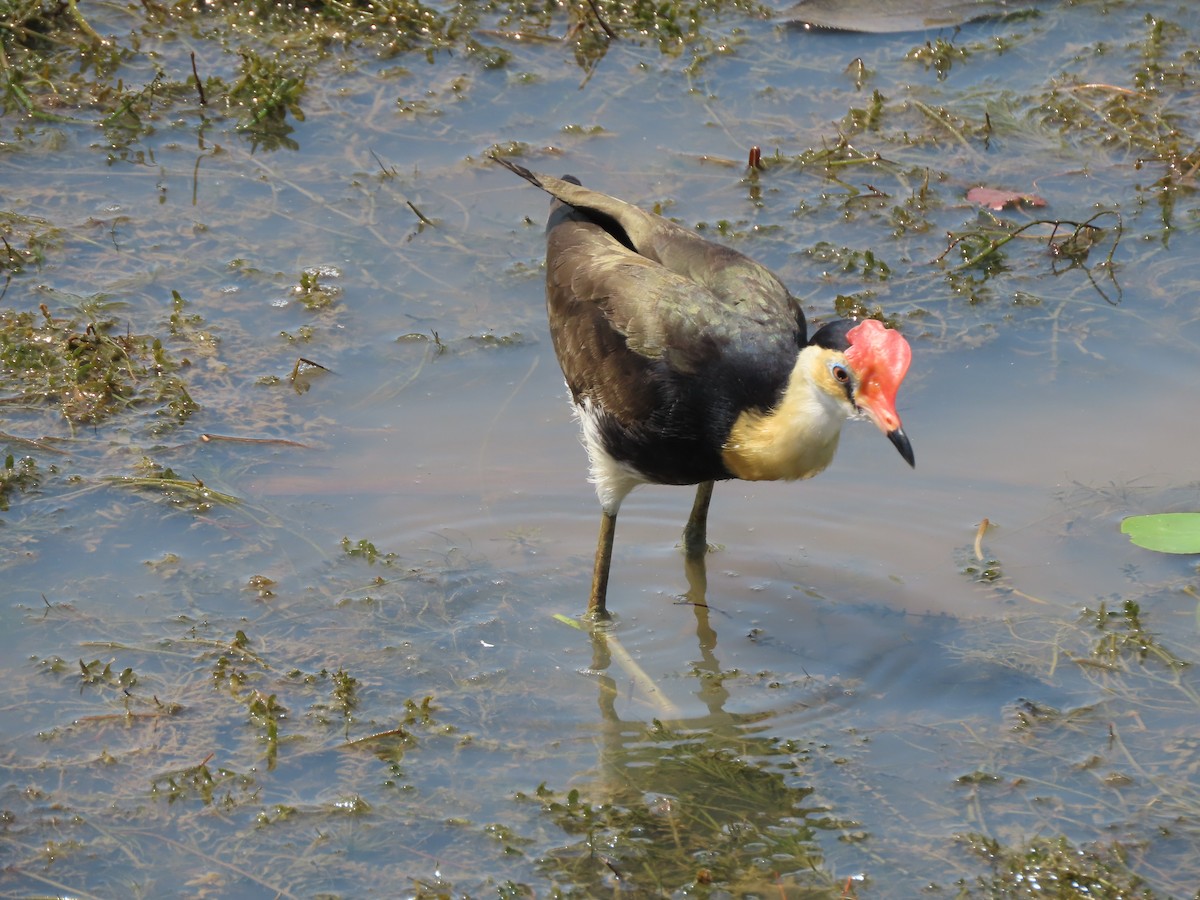 Comb-crested Jacana - ML625353612