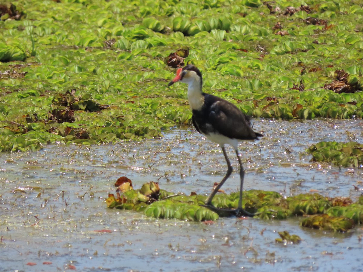 Comb-crested Jacana - ML625353618