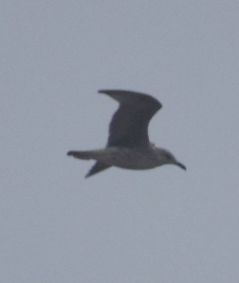 Larus sp. - ML625353625