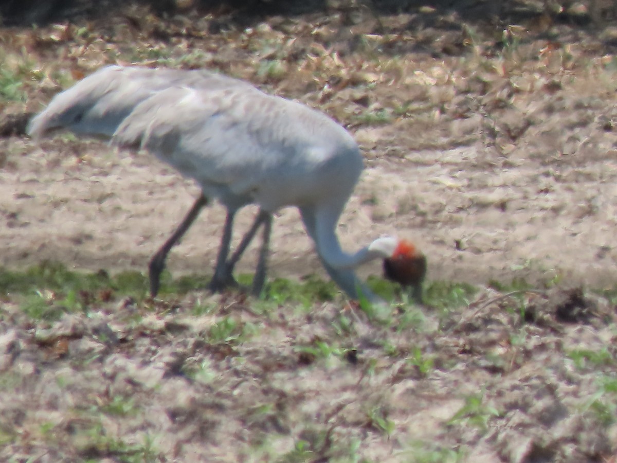 Brolga - ML625353631