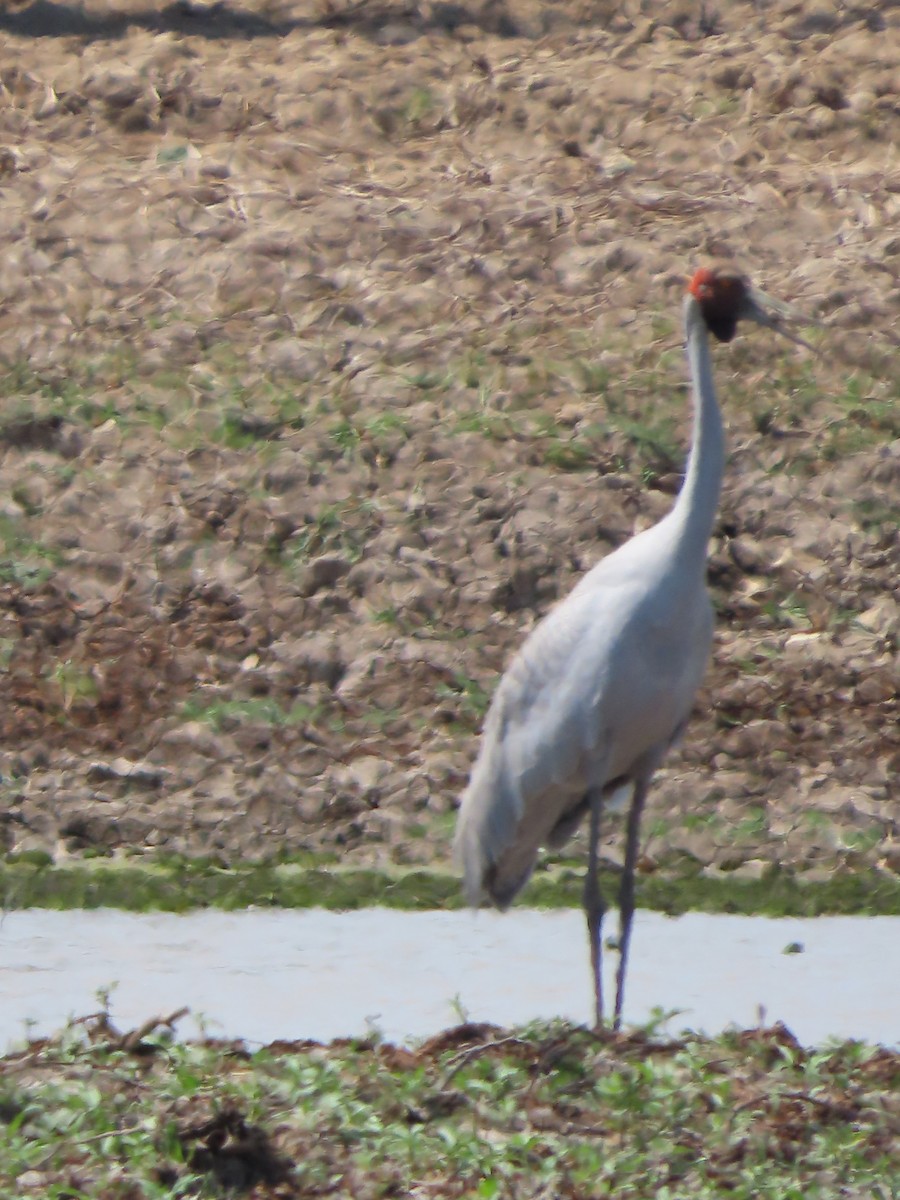 Brolga - ML625353632