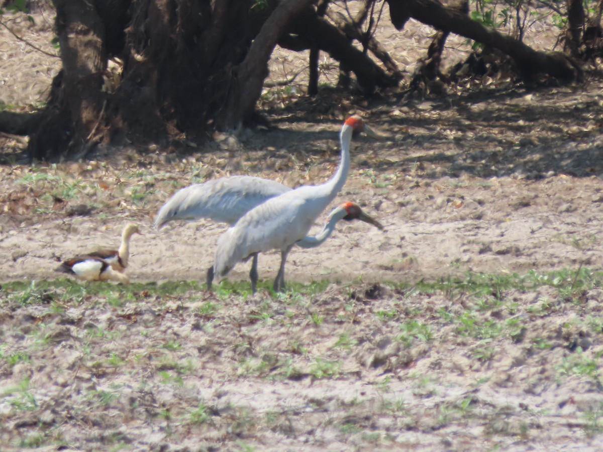 Brolga - ML625353633