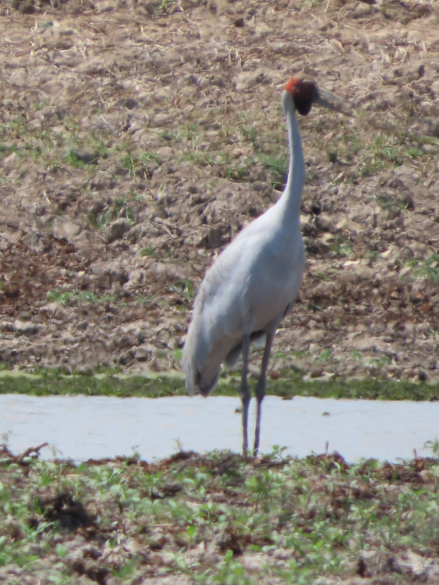 Brolga - ML625353634