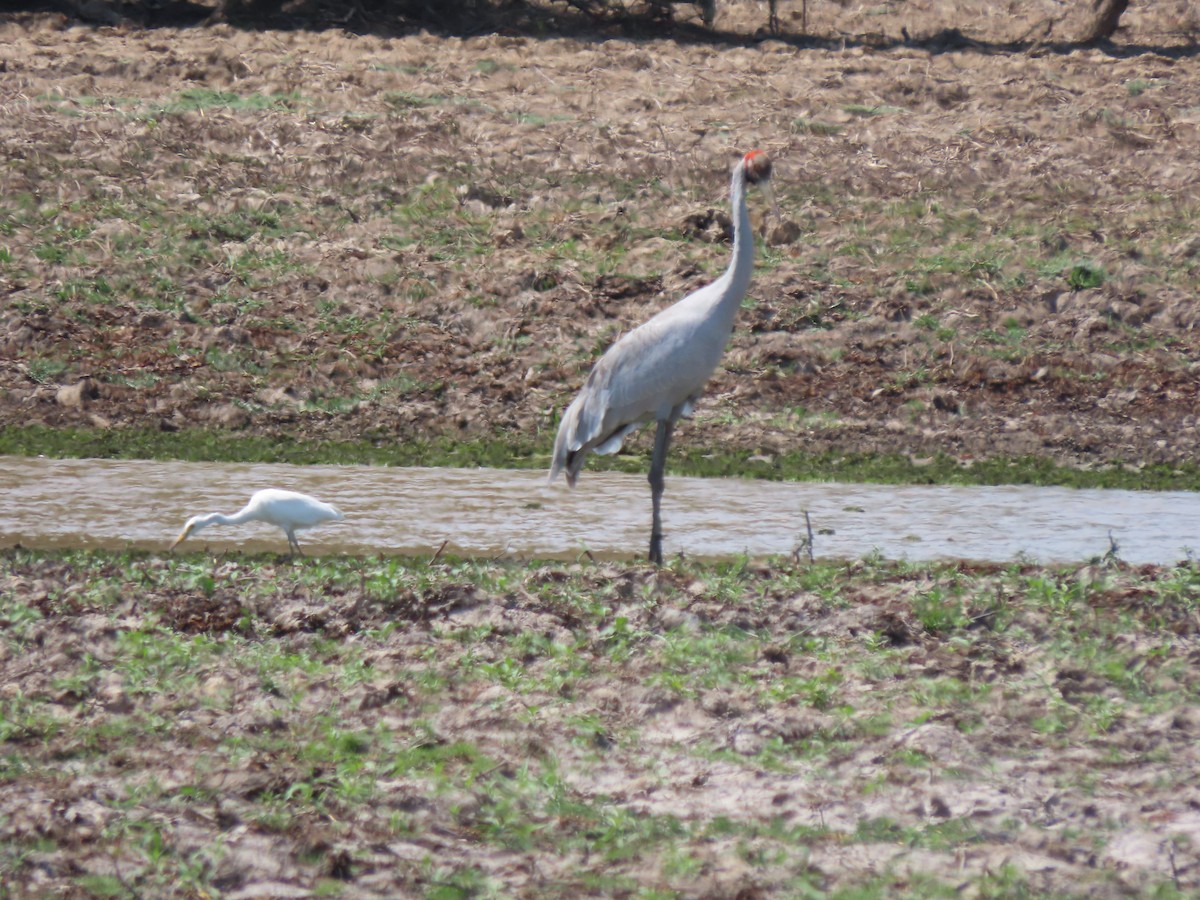 Brolga - Doug Kibbe