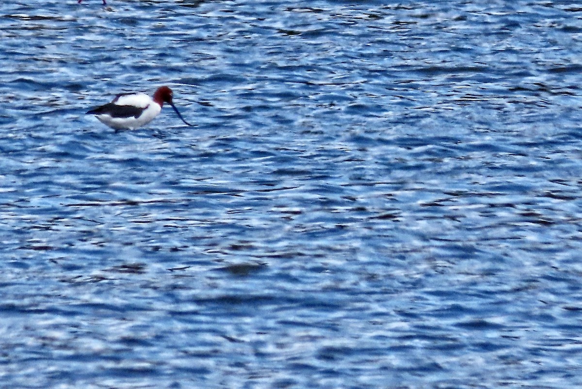 Red-necked Avocet - ML625353826