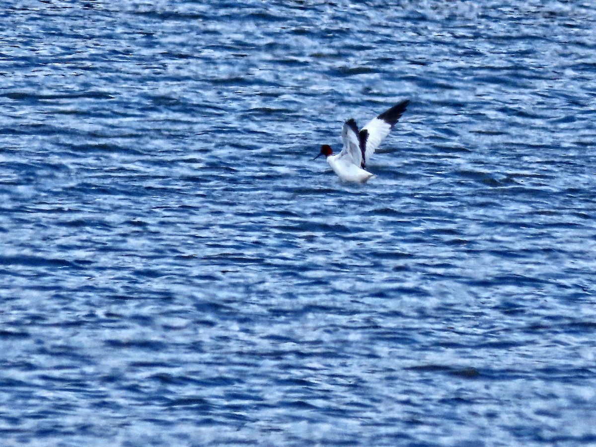 Red-necked Avocet - ML625353827