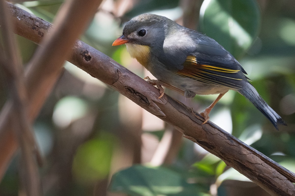 Red-billed Leiothrix - Amanda Guercio