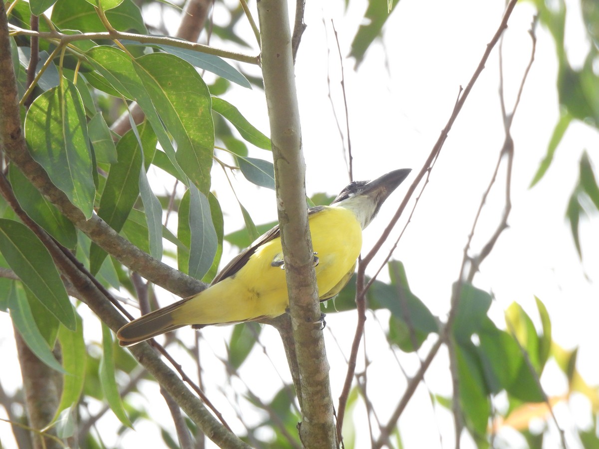 Boat-billed Flycatcher - ML625353874