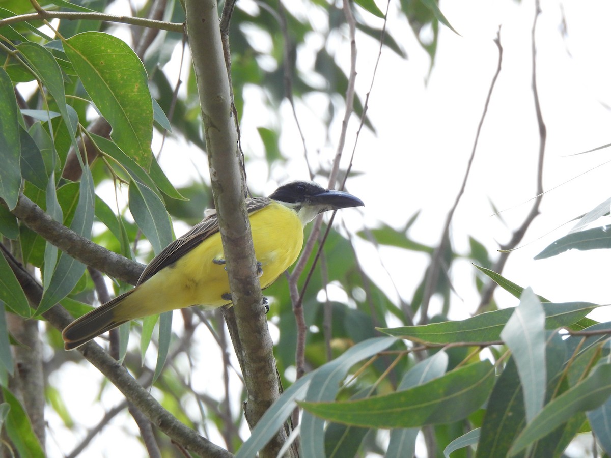 Boat-billed Flycatcher - ML625353875