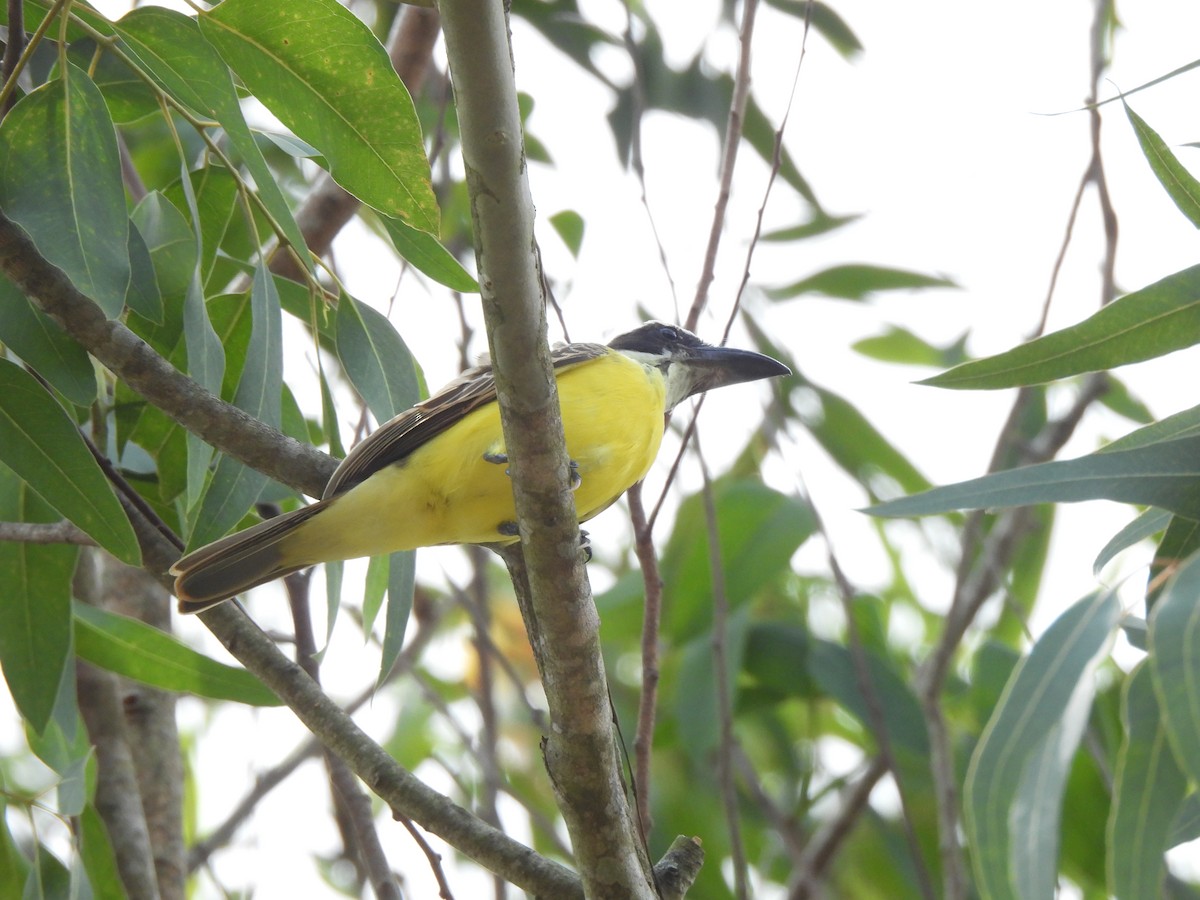 Boat-billed Flycatcher - ML625353876