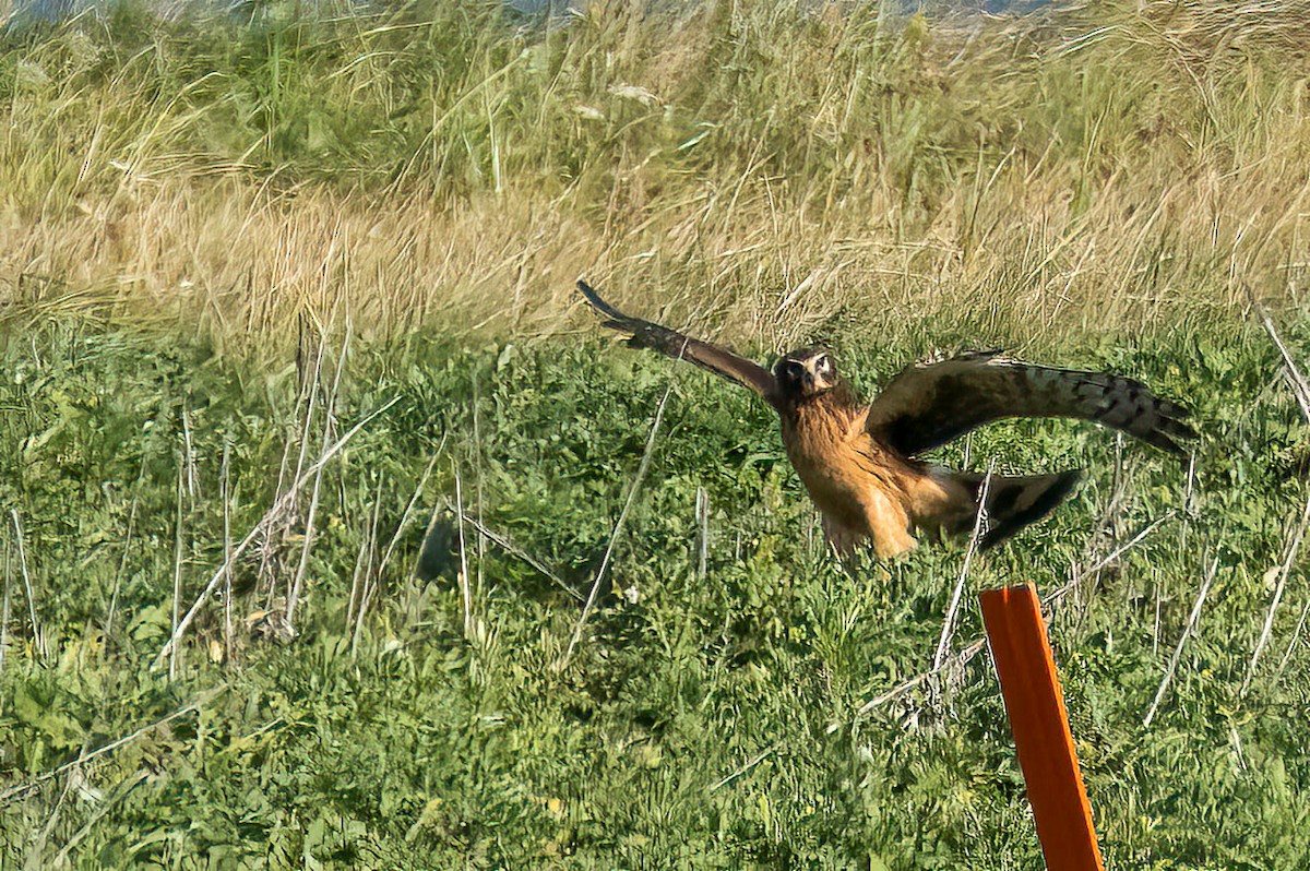 Northern Harrier - ML625353988