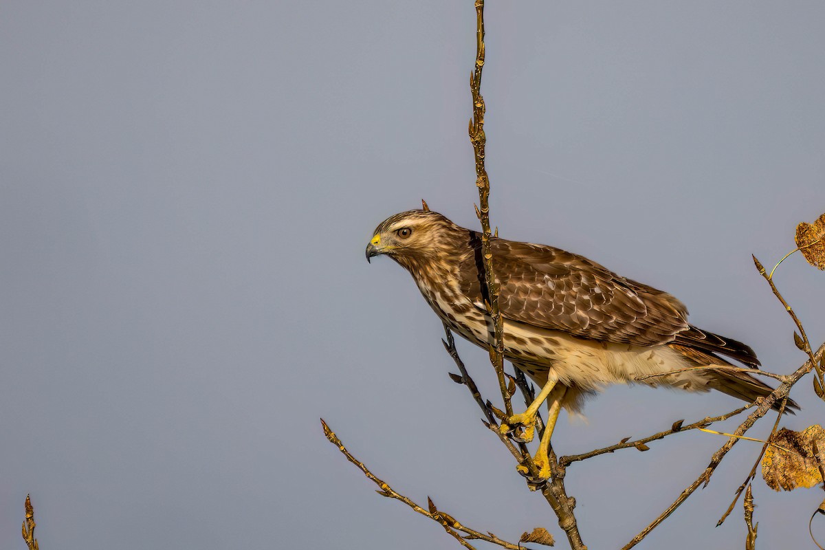 Red-shouldered Hawk - ML625353989