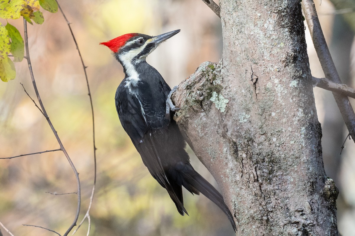 Pileated Woodpecker - ML625354040