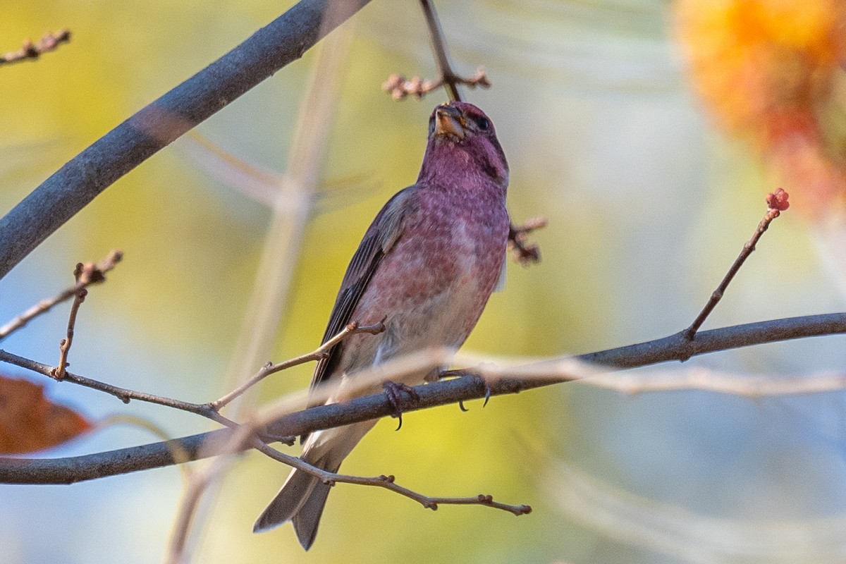 Purple Finch - ML625354056