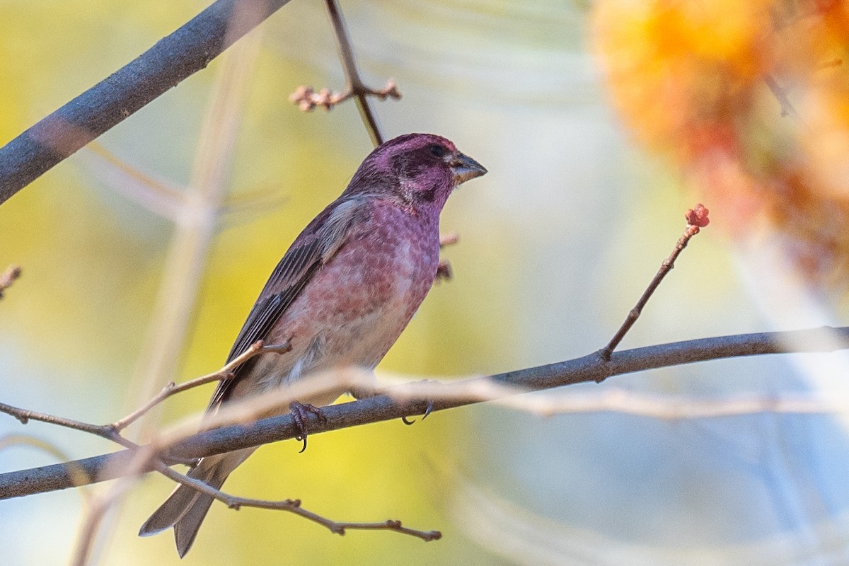 Purple Finch - ML625354070