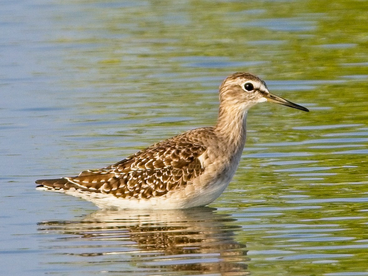 Wood Sandpiper - ML625354071