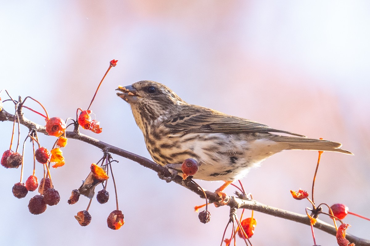 Purple Finch - ML625354072