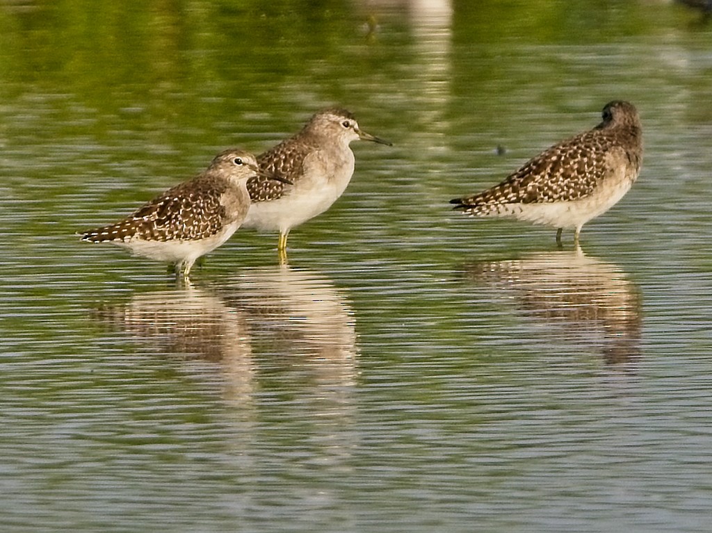 タカブシギ - ML625354074