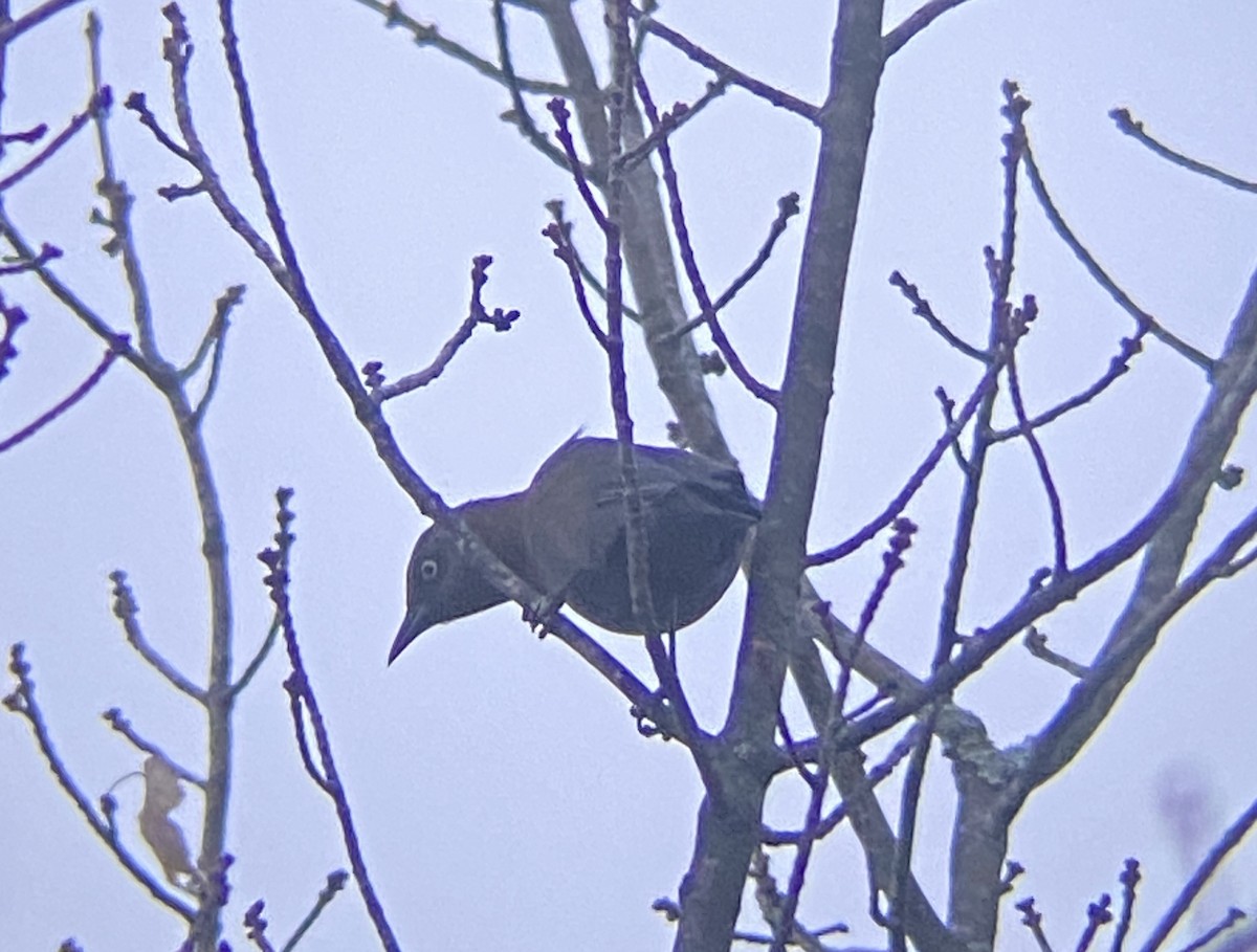 Rusty Blackbird - ML625354086