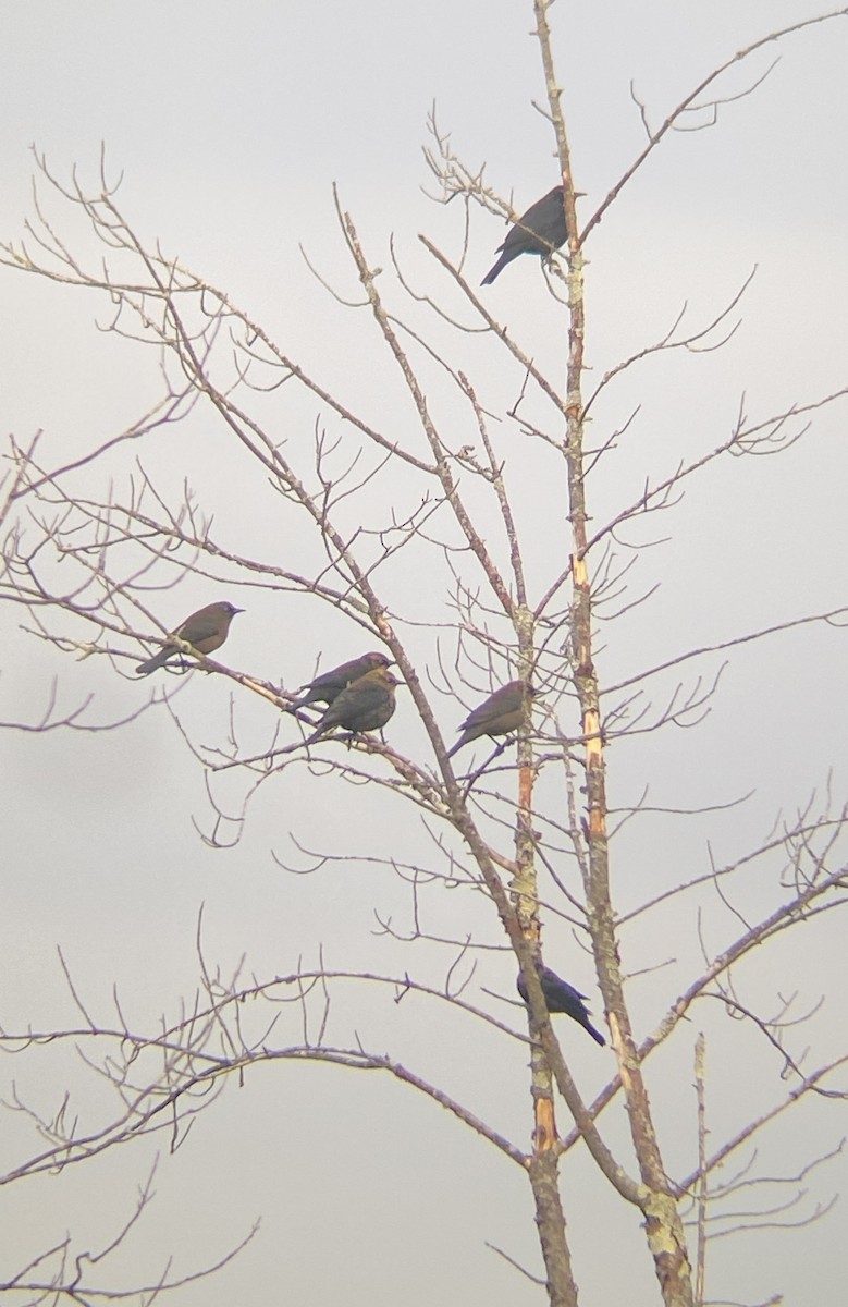 Rusty Blackbird - ML625354087