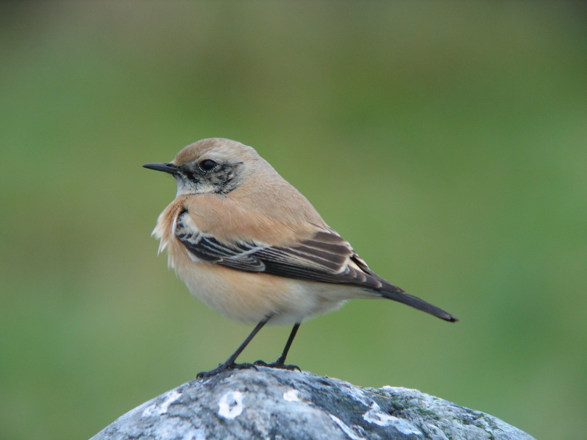 Desert Wheatear - ML625354122