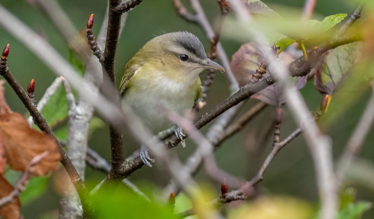 アカメモズモドキ - ML625354171