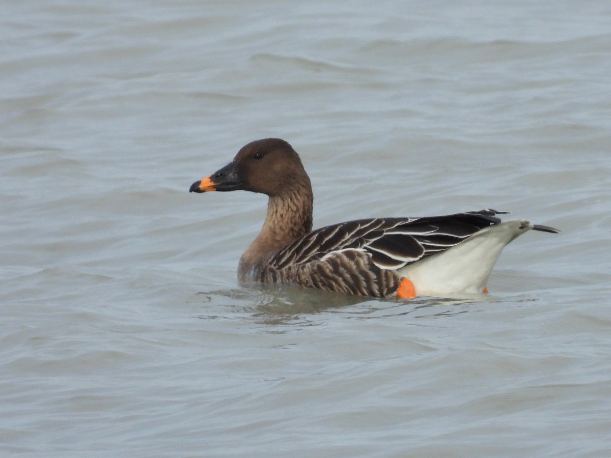 Tundra Bean-Goose - Atsushi Shimazaki